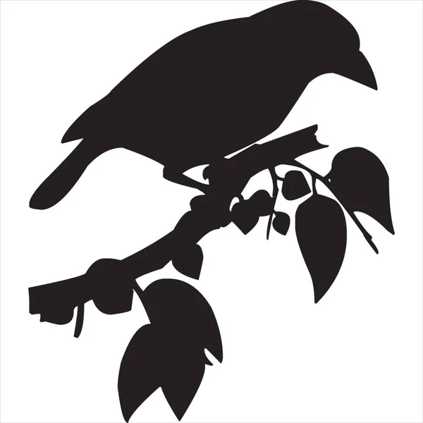 Vector Image Bird Perching Branch Silhouette Black White Color Transparent — Stockový vektor