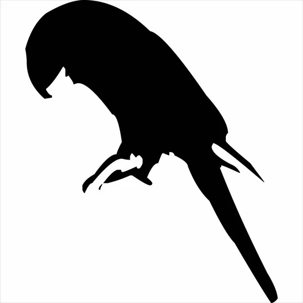 Vektor Bild Der Papageiensilhouette Schwarz Weiße Farbe Mit Transparentem Hintergrund — Stockvektor