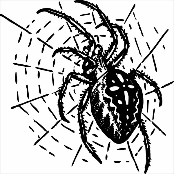 Vector Image Spider Black White Color Transparent Background ロイヤリティフリーのストックイラスト