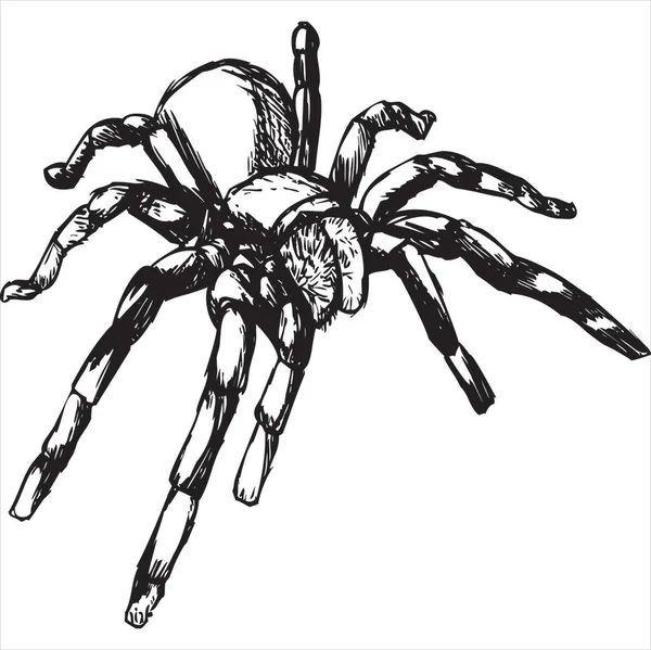 Vektör Örümceğin Resmi Siyah Beyaz Renk Şeffaf Arkaplan — Stok Vektör