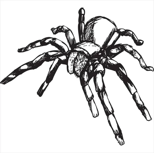 Vector Image Spider Black White Color Transparent Background — Stock Vector
