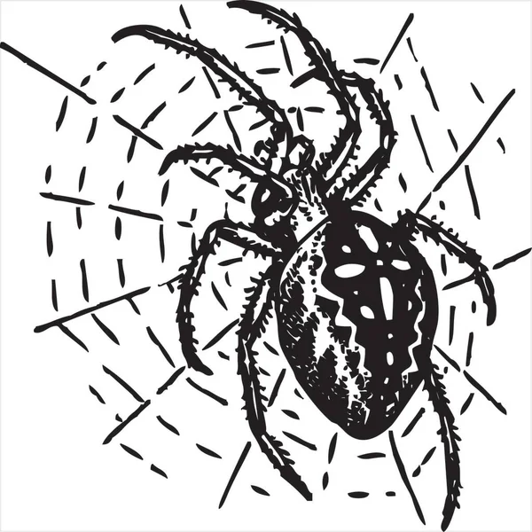 Vektör Örümceğin Resmi Siyah Beyaz Renk Şeffaf Arkaplan — Stok Vektör