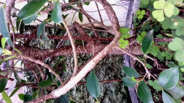 Keming 'in resmi, tam renk, şeffaf arkaplan