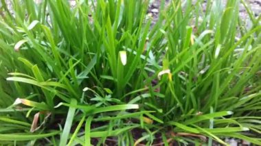 Vediografi illüstrasyonu, yeşil yapraklı bitkiler.