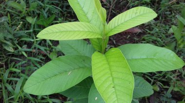 Yeşil yapraklı bitkiler, fotograflar duvar kağıdı ya da arka plan olarak kullanılabilir..