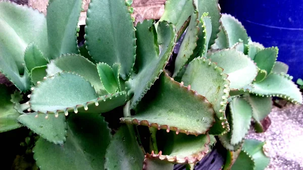 Plantas Hoja Verde Las Fotos Son Buenas Para Usar Como — Foto de Stock