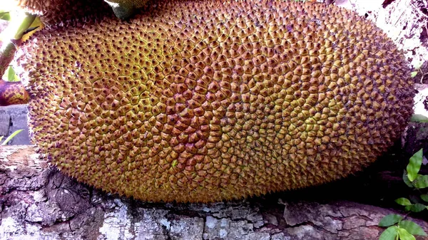 Frutos Jaca Utilizados Como Frutas Hortalizas — Foto de Stock