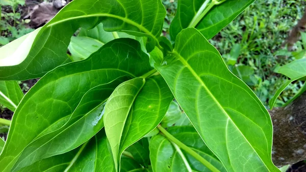 Green Leafy Plants Photos Good Use Wallpapers Backgrounds — Stock Photo, Image