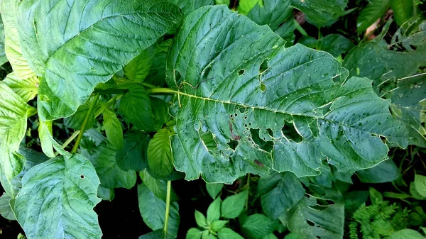 Les Plantes Feuilles Vertes Les Photos Sont Bonnes Utiliser Comme — Photo