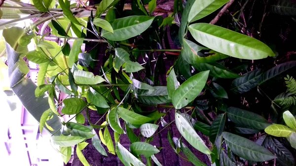 Plantas Hoja Verde Las Fotos Son Buenas Para Usar Como — Foto de Stock