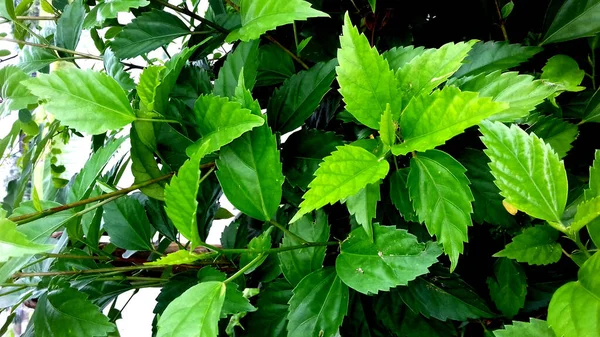 Plantas Folhosas Verdes Fotos São Boas Para Usar Como Papéis — Fotografia de Stock