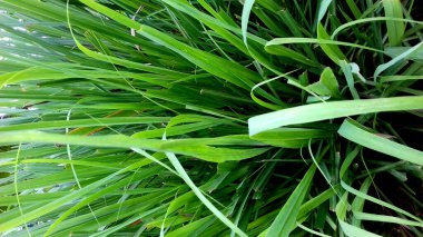 Görüntü, yeşil yapraklı bitkiler, şeffaf arkaplan