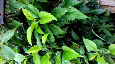 Görüntü, yeşil yapraklı bitkiler, şeffaf arkaplan