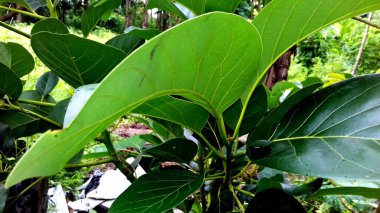 Görüntü, yeşil yapraklı bitkiler, şeffaf arkaplan