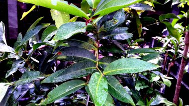 Görüntü, yeşil yapraklı bitkiler, şeffaf arkaplan