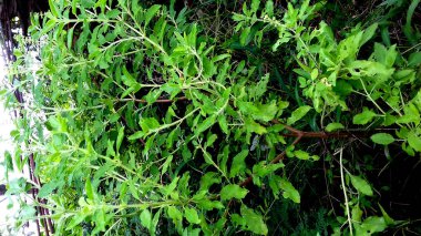 Görüntü, yeşil yapraklı bitkiler, şeffaf arkaplan