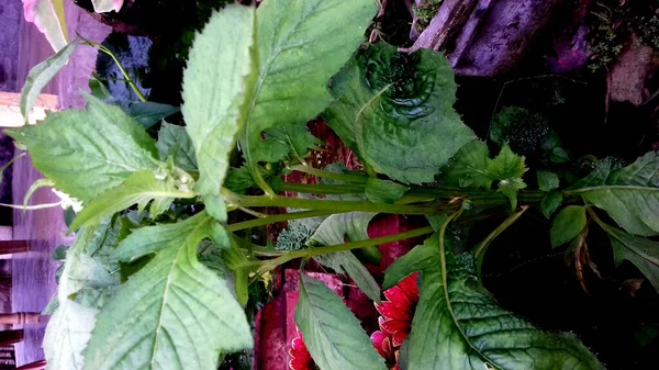 緑の葉を持つ植物は 透明な背景に — ストック写真