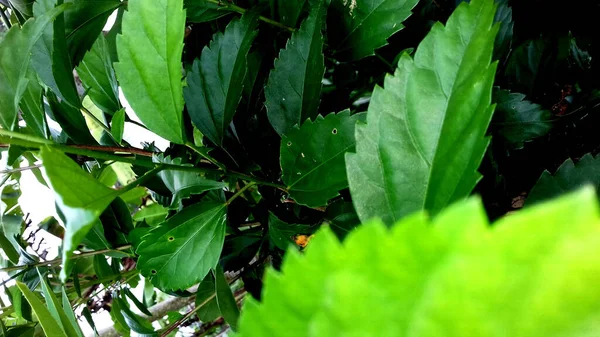 Imagem Plantas Com Folhas Verdes Sobre Fundo Transparente — Fotografia de Stock