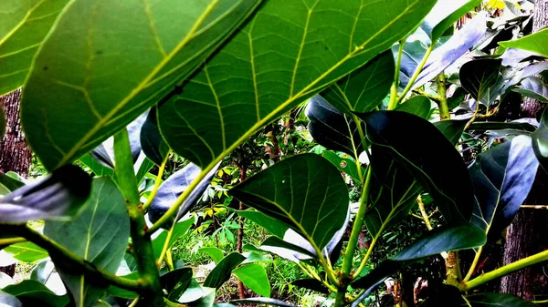 Bild Växter Med Gröna Blad Transparent Bakgrund — Stockfoto