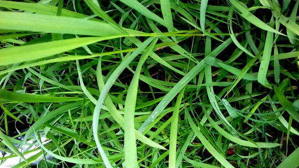 Зображення Рослини Зеленим Листям Прозорому Тлі — стокове фото