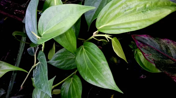 緑の葉を持つ植物は 透明な背景に — ストック写真
