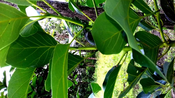 Bild Växter Med Gröna Blad Transparent Bakgrund — Stockfoto