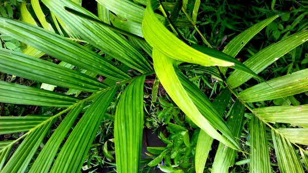 Imagen Plantas Con Hojas Verdes Sobre Fondo Transparente — Foto de Stock