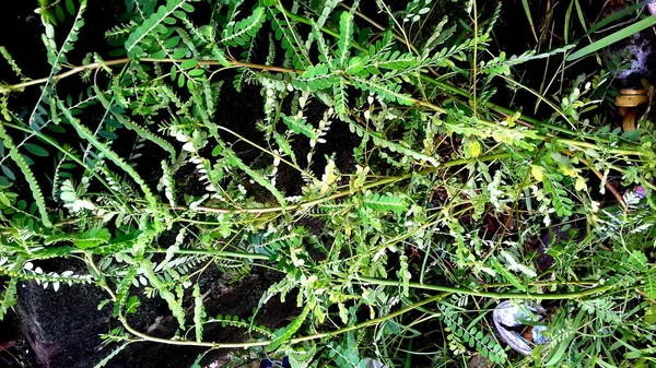Imagem Plantas Com Folhas Verdes Sobre Fundo Transparente — Fotografia de Stock