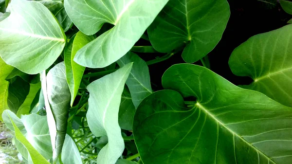 Изображение Растения Зелеными Листьями Прозрачном Фоне — стоковое фото