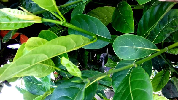绿叶植物 背景透明 — 图库照片