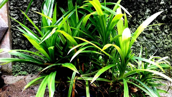 Bild Pflanzen Mit Grünen Blättern Auf Transparentem Hintergrund — Stockfoto