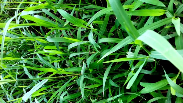 Зображення Рослини Зеленим Листям Прозорому Тлі — стокове фото