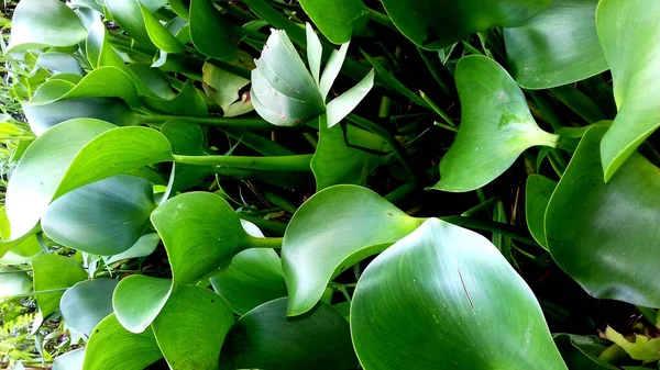 緑の葉を持つ植物は 透明な背景に — ストック写真