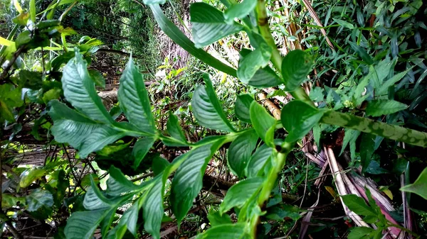 Image Plantes Aux Feuilles Vertes Sur Fond Transparent — Photo