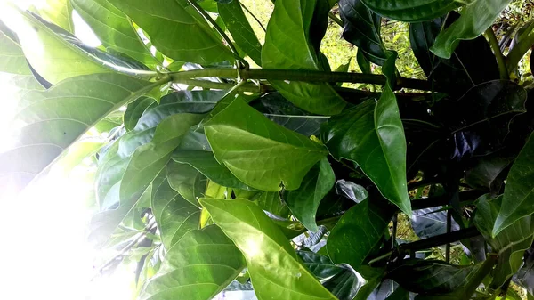 Imagen Plantas Con Hojas Verdes Sobre Fondo Transparente — Foto de Stock