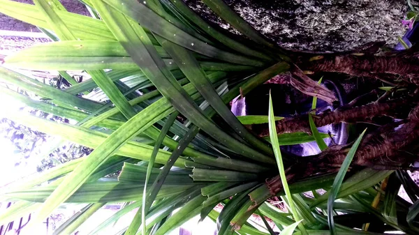 Imagem Plantas Com Folhas Verdes Sobre Fundo Transparente — Fotografia de Stock