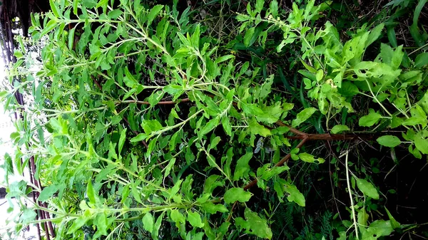 Изображение Растения Зелеными Листьями Прозрачном Фоне — стоковое фото