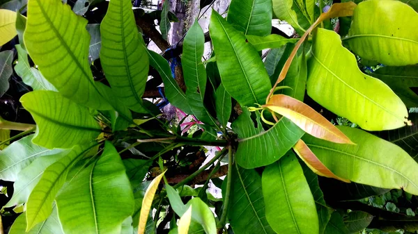 Imagen Plantas Con Hojas Verdes Sobre Fondo Transparente — Foto de Stock