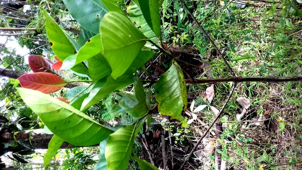 Image Plantes Aux Feuilles Vertes Sur Fond Transparent — Photo