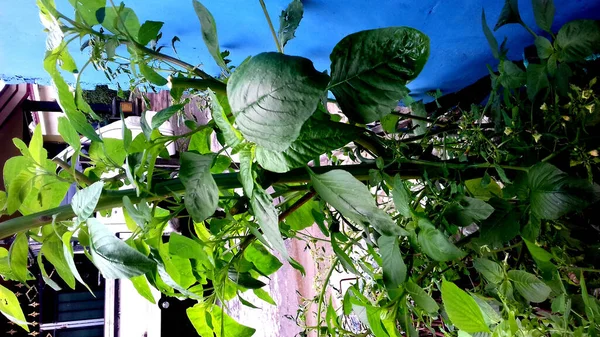 Gambar Tanaman Dengan Daun Hijau Pada Latar Belakang Transparan — Stok Foto