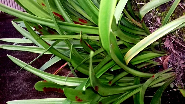 Afbeelding Planten Met Groene Bladeren Een Transparante Achtergrond — Stockfoto