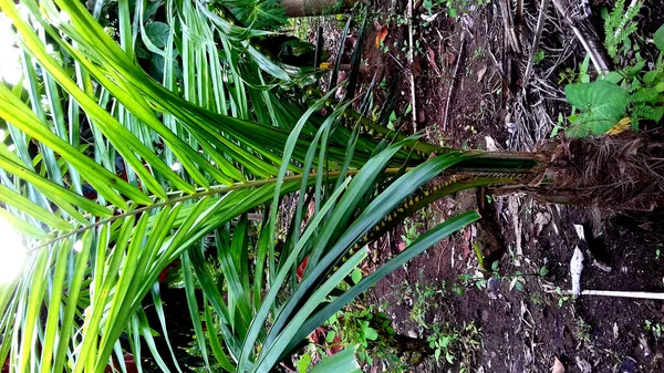 Afbeelding Planten Met Groene Bladeren Een Transparante Achtergrond — Stockfoto