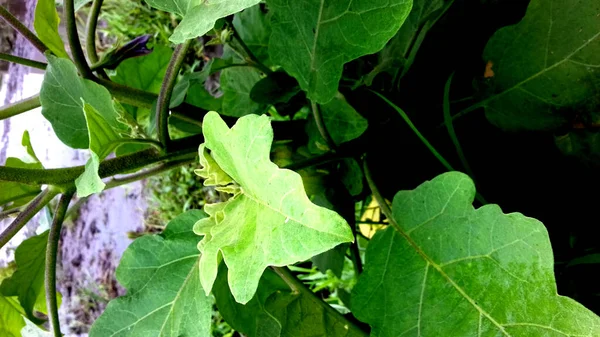 Görüntü Yeşil Yapraklı Bitkiler Şeffaf Arkaplan — Stok fotoğraf