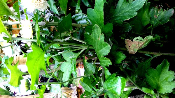 Imagem Plantas Com Folhas Verdes Sobre Fundo Transparente — Fotografia de Stock