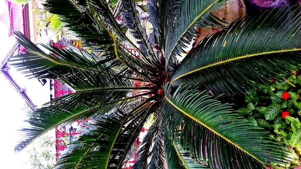 Immagine Piante Con Foglie Verdi Sfondo Trasparente — Foto Stock