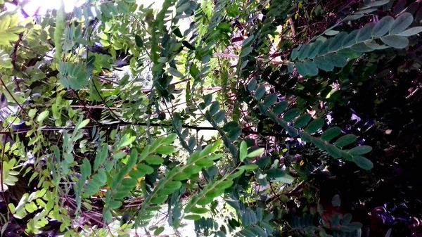 Imagen Plantas Con Hojas Verdes Sobre Fondo Transparente — Foto de Stock