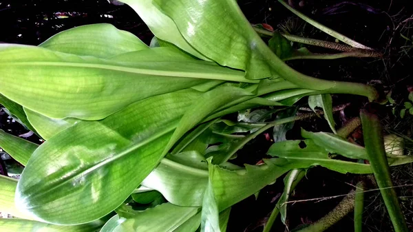 Immagine Piante Con Foglie Verdi Sfondo Trasparente — Foto Stock