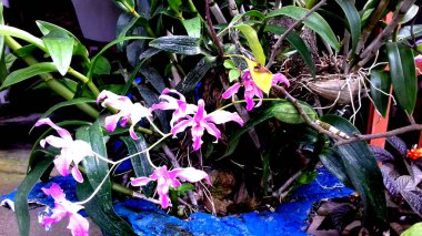 Yerleştirme fotoğrafları, duvar kağıdı ya da arkaplan olarak kullanılabilir