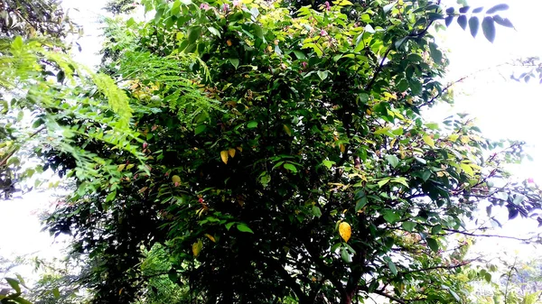 Fotos Plantas Con Hojas Verdes Pueden Utilizar Como Fondos Pantalla — Foto de Stock