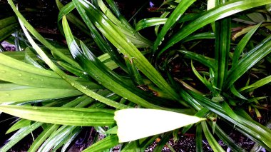 Yeşil yapraklı bitkilerin fotoğrafları, duvar kağıdı veya arka plan olarak kullanılabilir